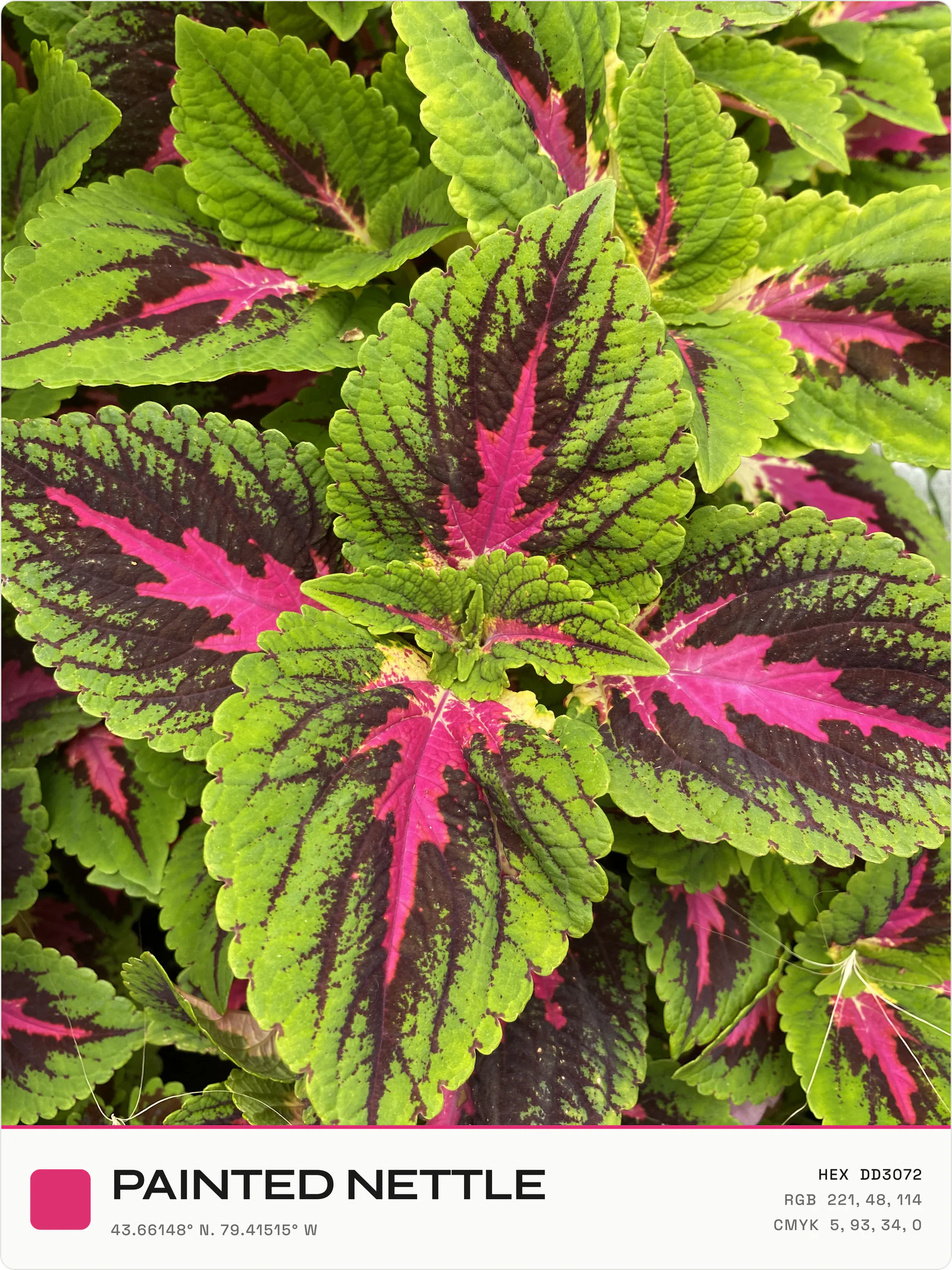 PAINTED NETTLE, the photograph and colour record