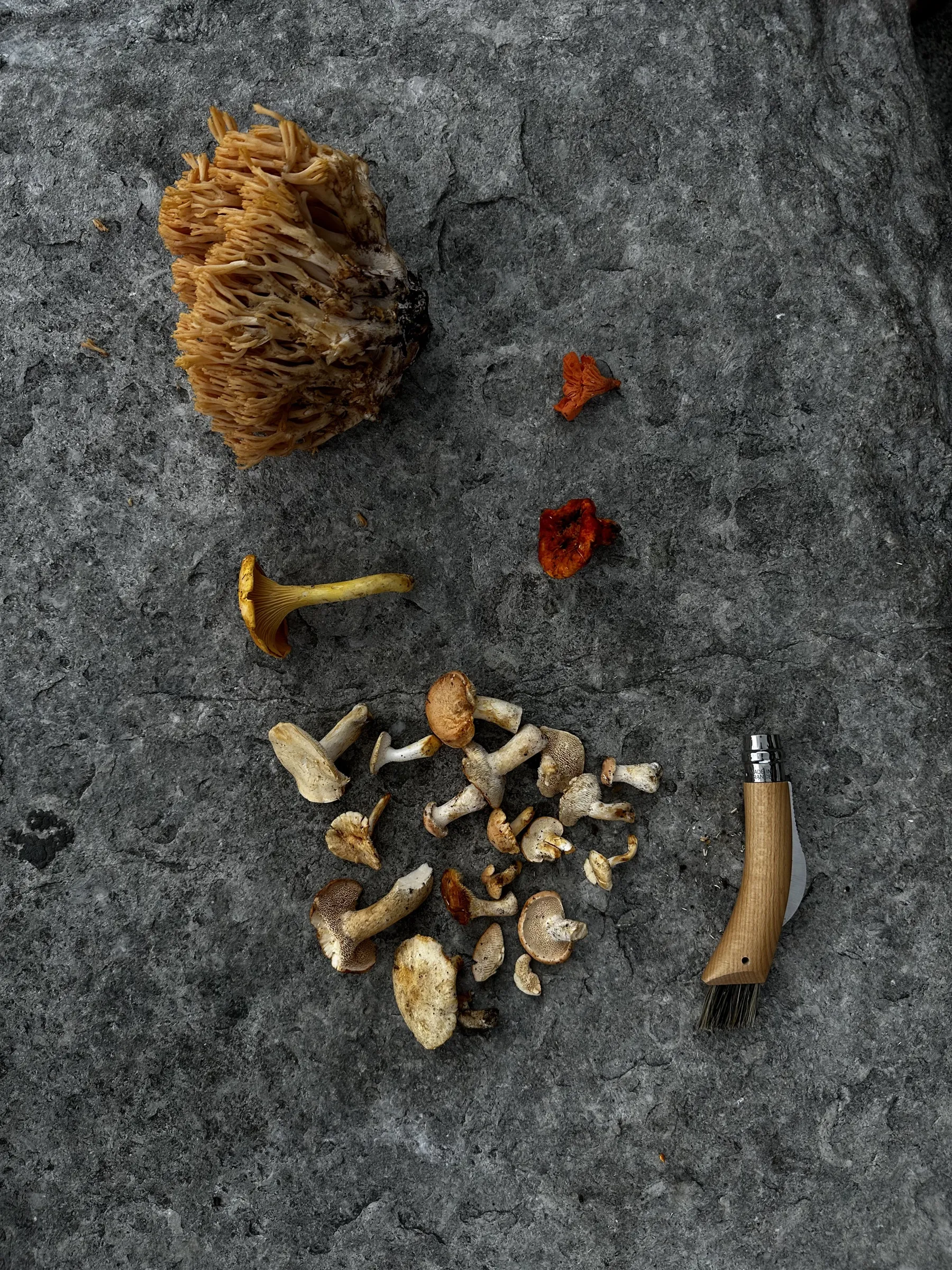Small orange mushrooms among stone and leaves